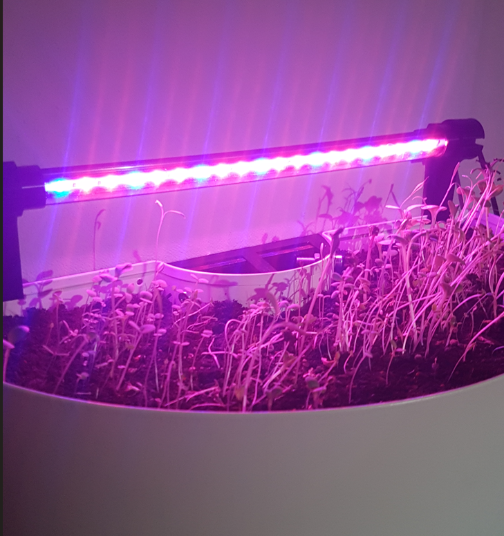 Pflanzenmodul mit Grow-LEDs